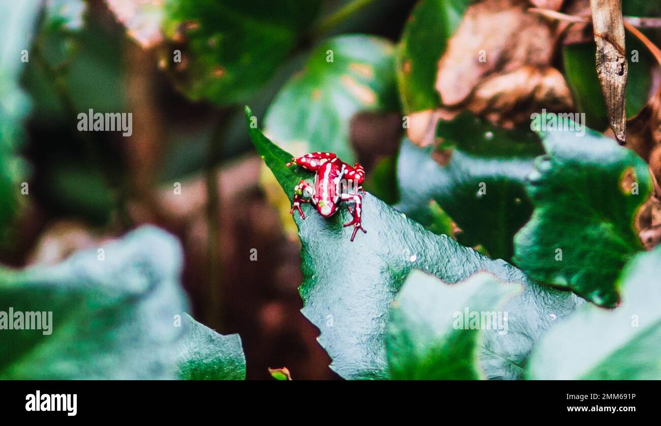 grenouille rouge avec des taches blanches perchées sur des feuilles vertes Banque D'Images