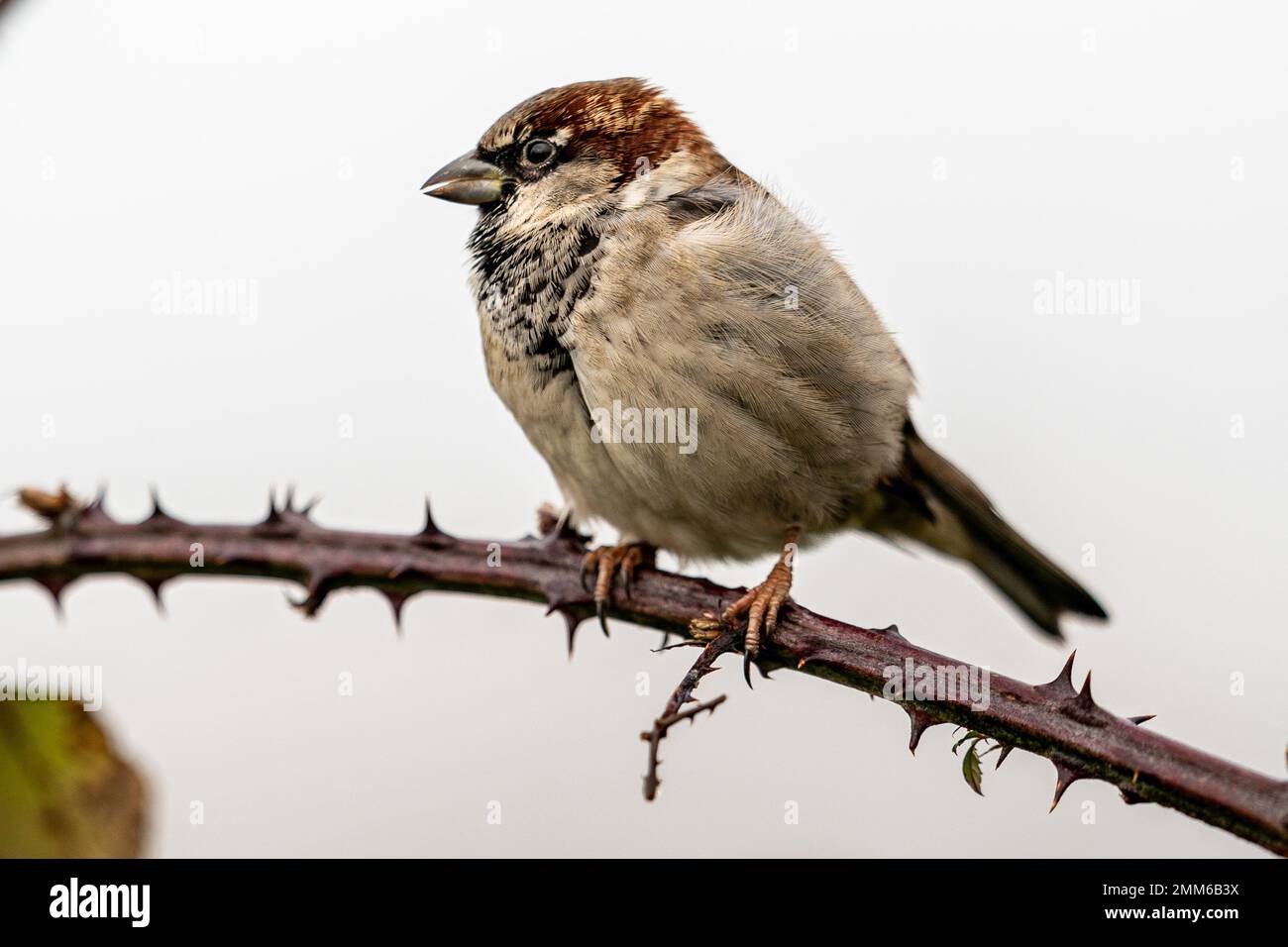 Un moineau sur une branche de la ruée sur les niveaux de Somerset près de Glastonbury. Date de la photo: Dimanche 29 janvier 2023. Banque D'Images