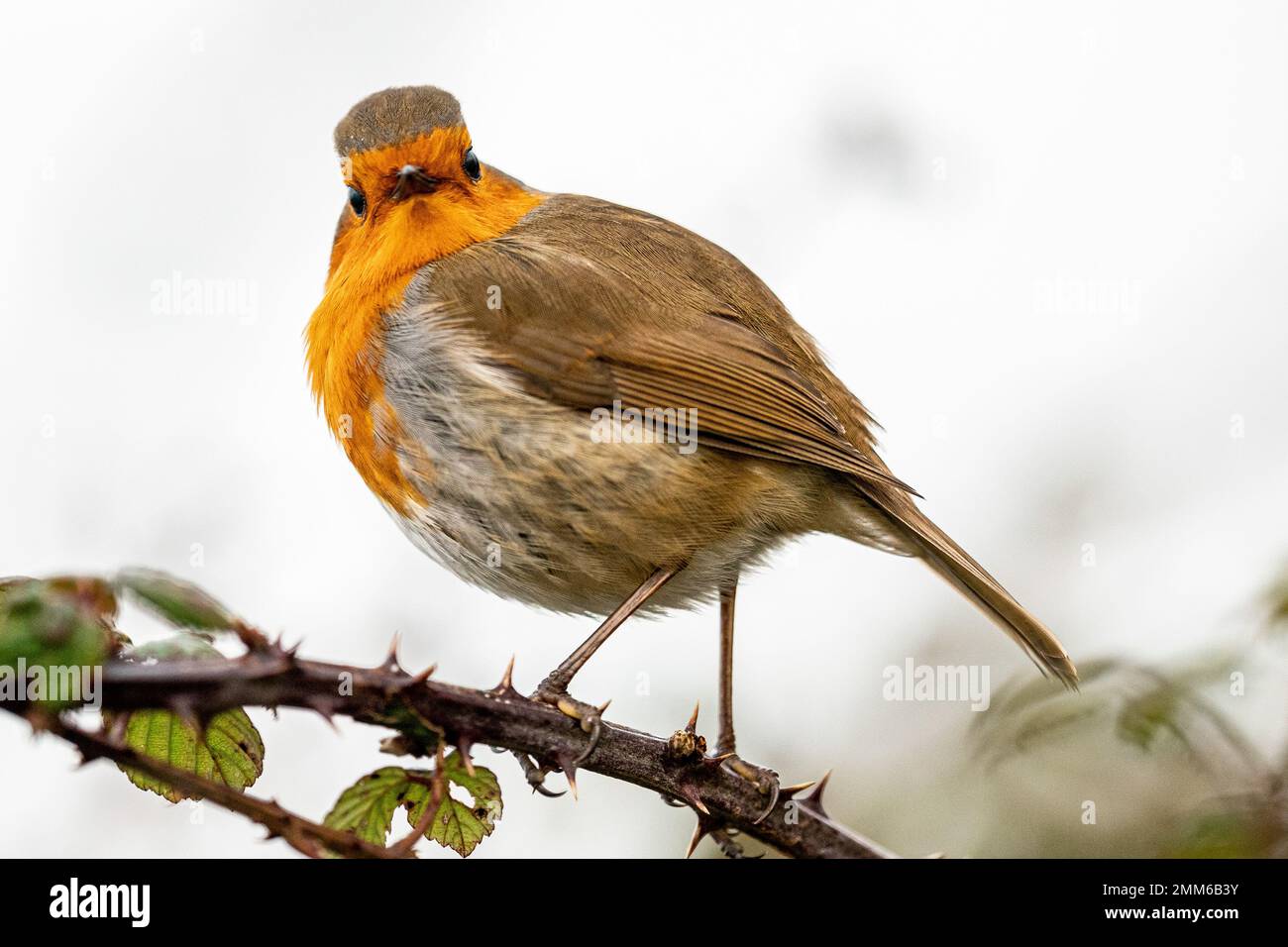 Un cambriolage sur une branche de la ruée sur les niveaux de Somerset près de Glastonbury. Date de la photo: Dimanche 29 janvier 2023. Banque D'Images