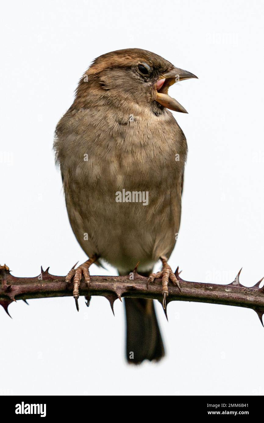 Un moineau reposant sur une branche de la ruée sur les niveaux de Somerset près de Glastonbury. Date de la photo: Dimanche 29 janvier 2023. Banque D'Images