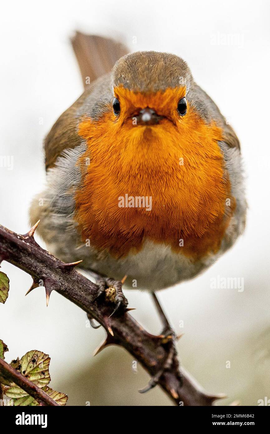 Un cambriolage sur une branche de la ruée sur les niveaux de Somerset près de Glastonbury. Date de la photo: Dimanche 29 janvier 2023. Banque D'Images