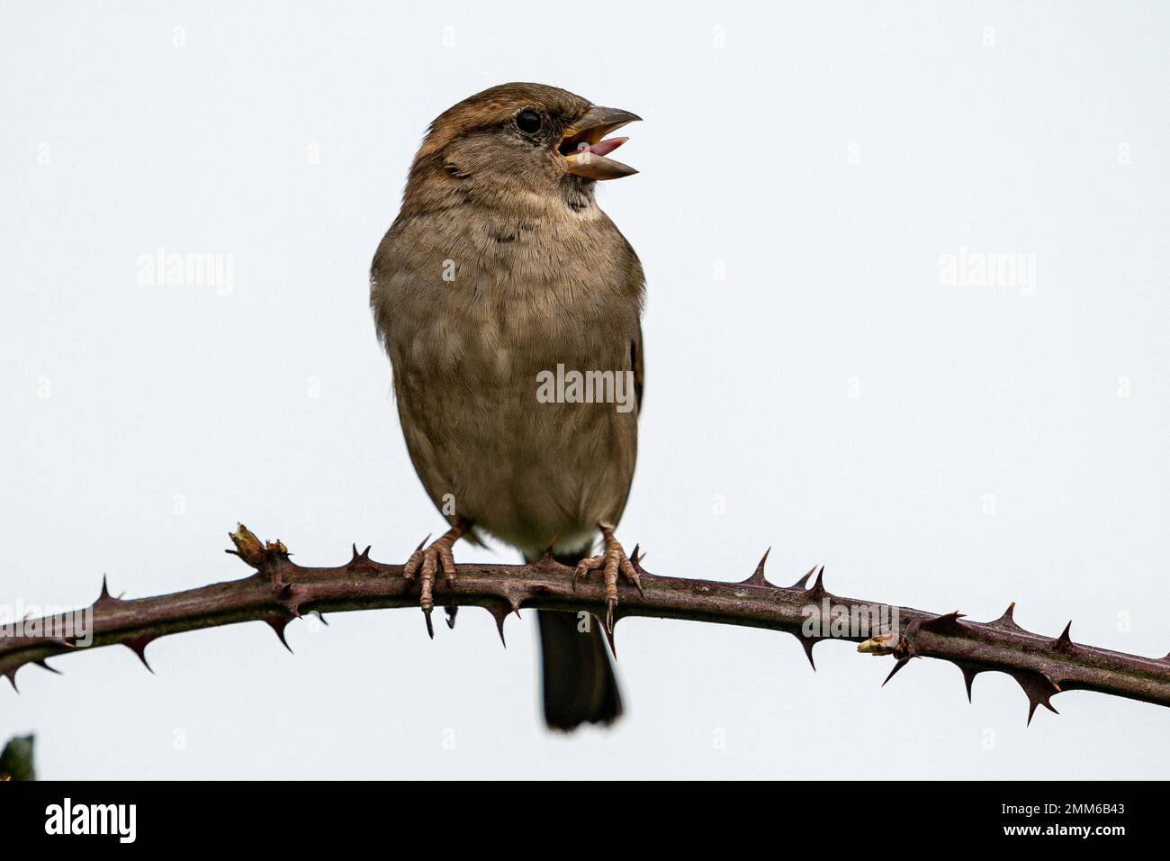 Un moineau reposant sur une branche de la ruée sur les niveaux de Somerset près de Glastonbury. Date de la photo: Dimanche 29 janvier 2023. Banque D'Images