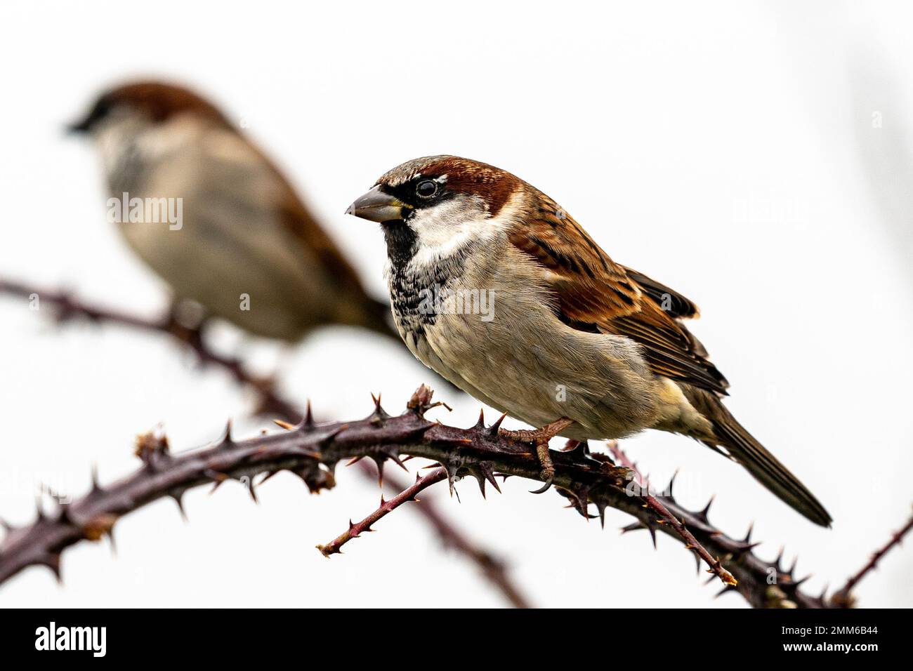 S'épars sur une branche de la ruée sur les niveaux de Somerset près de Glastonbury. Date de la photo: Dimanche 29 janvier 2023. Banque D'Images