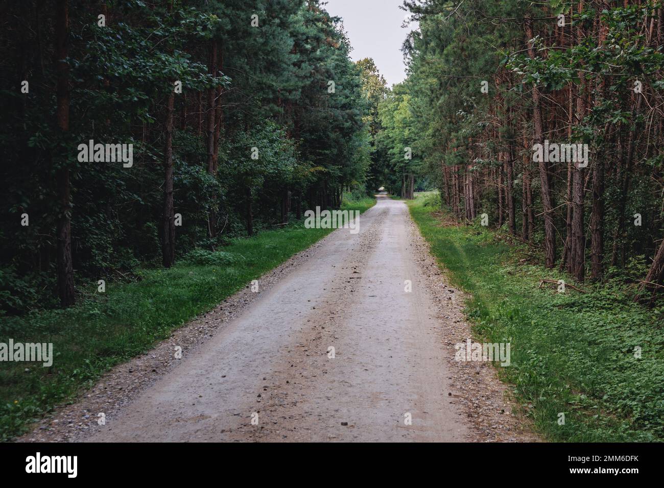 Route forestière près de la ville de Mszczonow, comté de Zyradow, Pologne Banque D'Images