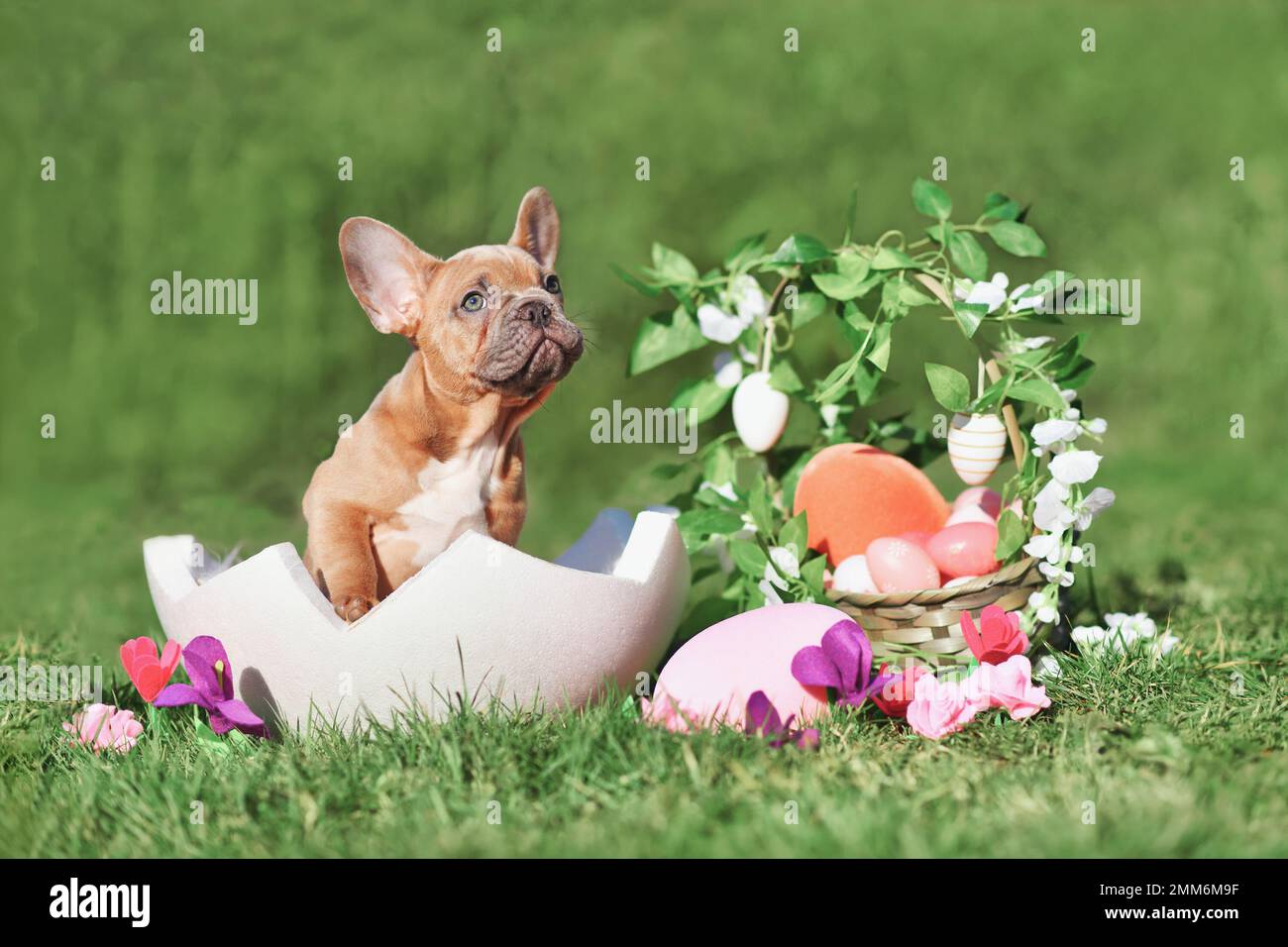 Chien Bulldog français chiot assis dans la coquille d'oeuf à côté du panier de Pâques et des oeufs colorés avec des fleurs de printemps Banque D'Images