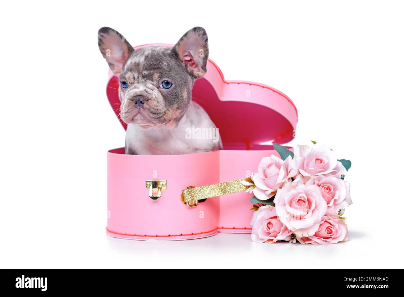 Mignon chien de taureaux français merle chiot dans la boîte de coffre de la Saint-Valentin en forme de coeur rose avec roses sur fond blanc Banque D'Images