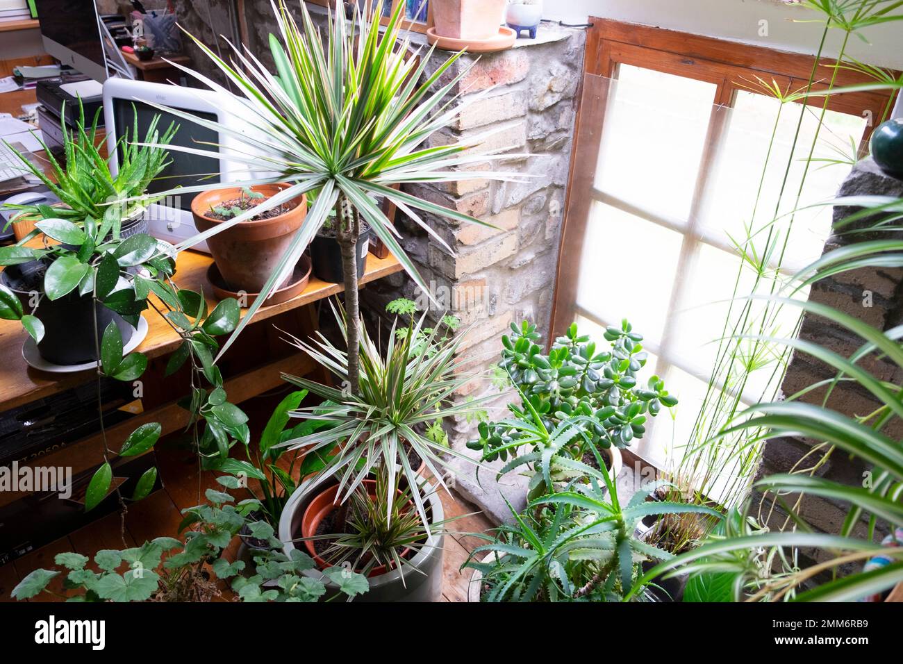 Un groupe de diverses plantes d'intérieur poussant dans des pots insidein maison d'hiver près de la lumière de fenêtre dans Carmarthenshire pays de Galles Royaume-Uni Grande-Bretagne KATHY DEWITT Banque D'Images