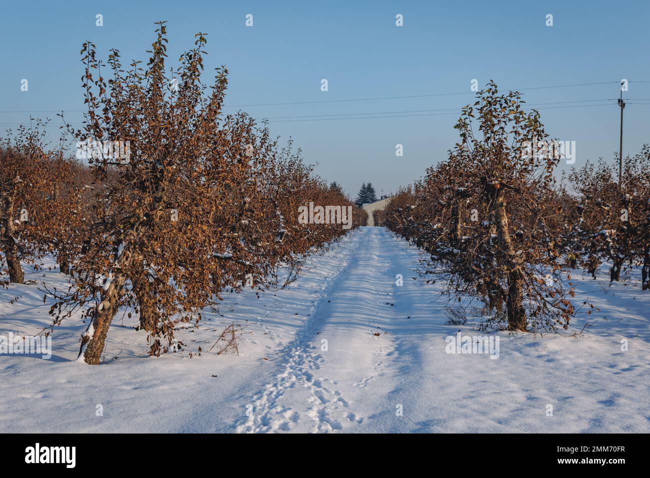 Verger de pommes dans le village de Rogow dans le comté de Brzeziny, Lodzkie Voivodeship de Pologne Banque D'Images