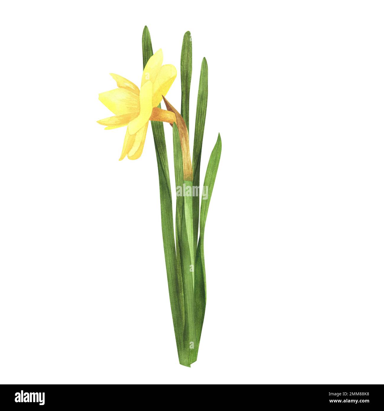 Daffodil isolé sur fond blanc. Lacustre botanique dessiné à la main aquarelle. Art pour carte de vœux, bannière, affiche Banque D'Images
