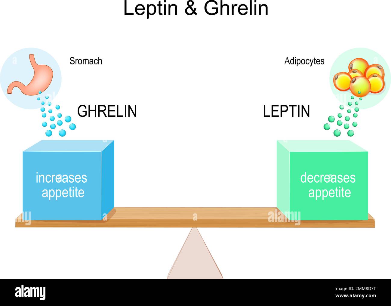 leptine et ghréline. troubles de l'alimentation. L'estomac produit l'hormone de la ghréline pour l'augmentation de l'appétit, et le tissu adipeux libère la leptine pour diminuer l'appétit. Illustration de Vecteur