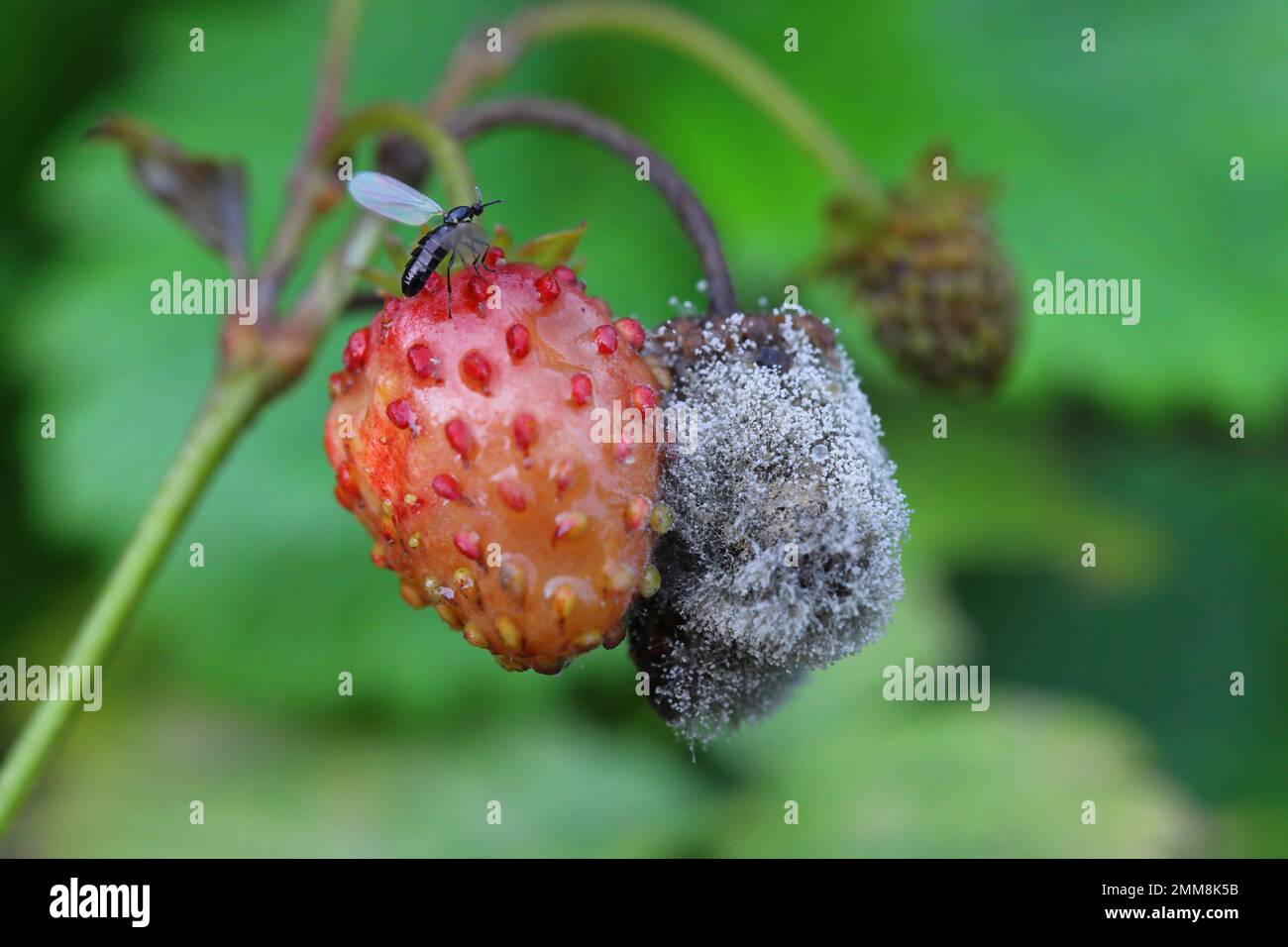 Moule gris (Botrytis cinerea) pourriture des fruits à la fraise. Banque D'Images