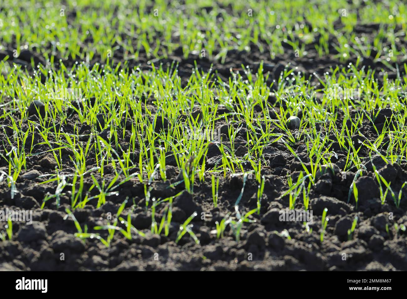 Agriculture, culture céréalière, production de blé et d'orge : un champ avec de jeunes blé d'hiver vert, des pousses d'orge, des pousses au début du printemps. Banque D'Images