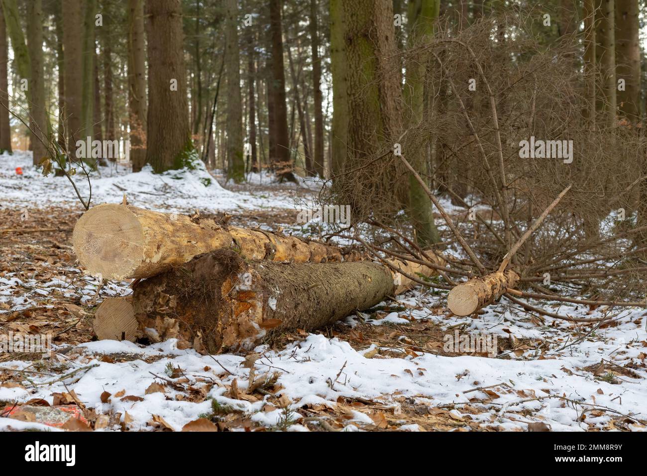 scié hors de l'arbre dans la forêt Banque D'Images