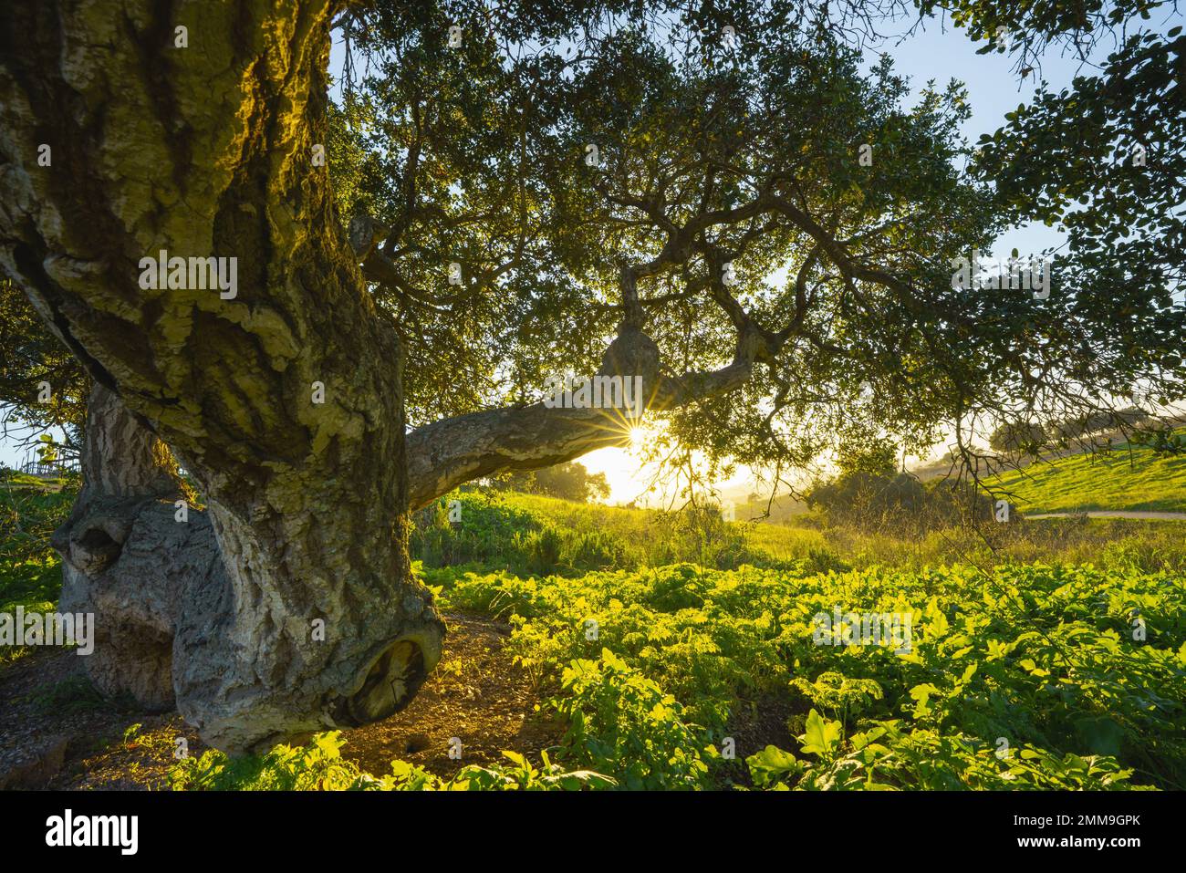 Un vieux chêne sur un pré avec le soleil brillant à travers les branches, ciel bleu clair dans le fond Banque D'Images