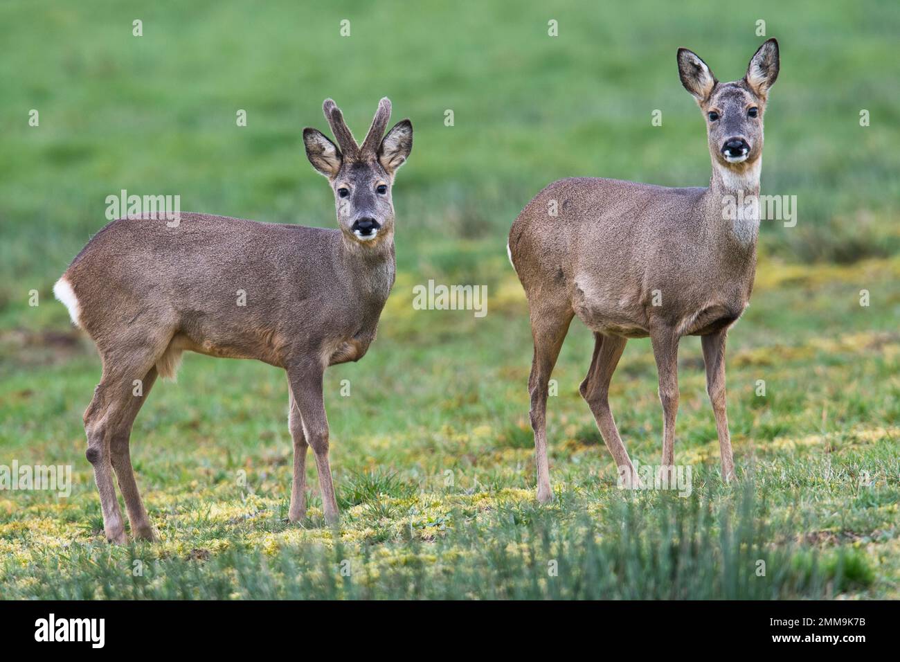 Cerf de Virginie (Capreolus capreolus) et doe, Emsland, Basse-Saxe, Allemagne Banque D'Images