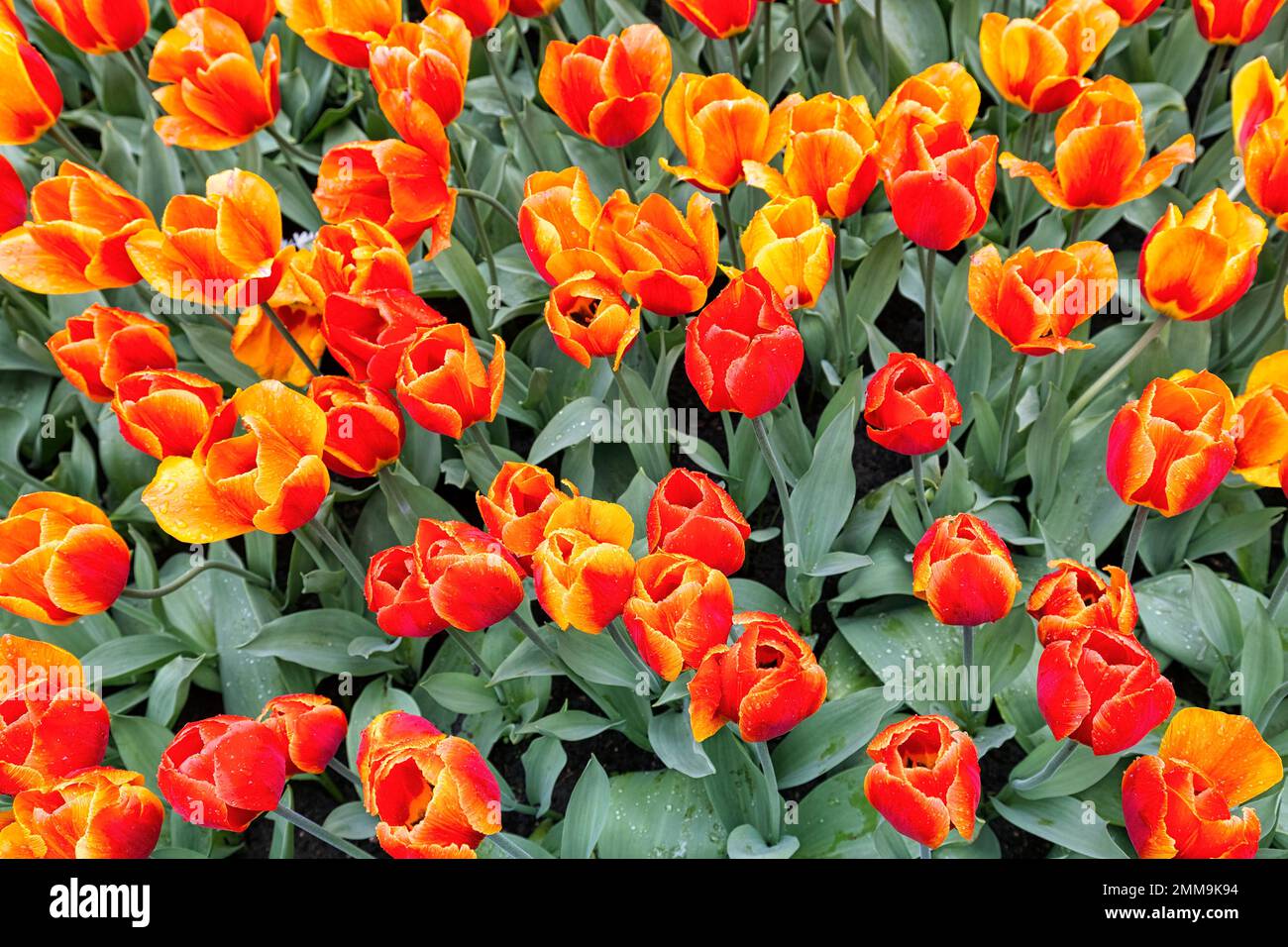 Tulipes d'orange (Tulipa) dans un lit, vue d'en haut, jardins de Keukenhof, Lisse, Bollenstreek, Pays-Bas, pays-Bas Banque D'Images