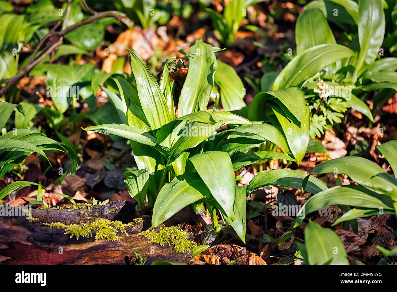 Ramsons (Allium ursinum), lumière du soleil sur le fond de la forêt, parc naturel de Teutoburger Wald Eggebirge, Allemagne Banque D'Images
