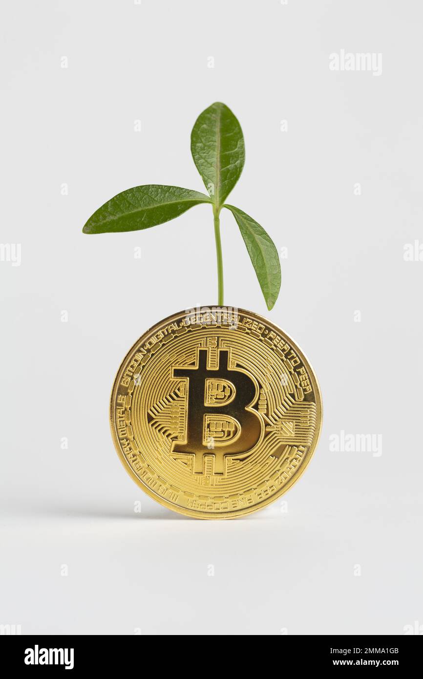 bitcoin doré avec plante. Résolution et superbe photo de haute qualité Banque D'Images