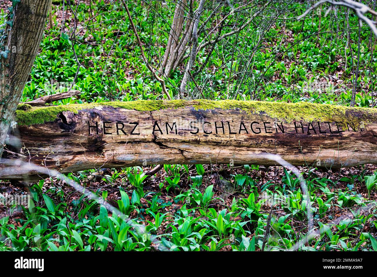 Tronc d'arbre en mousse sur le plancher de la forêt, inscription sculptée dans l'écorce d'arbre, image symbolique de transience, parc du château de Rheder, Brakel, forêt de Teutoburg Banque D'Images