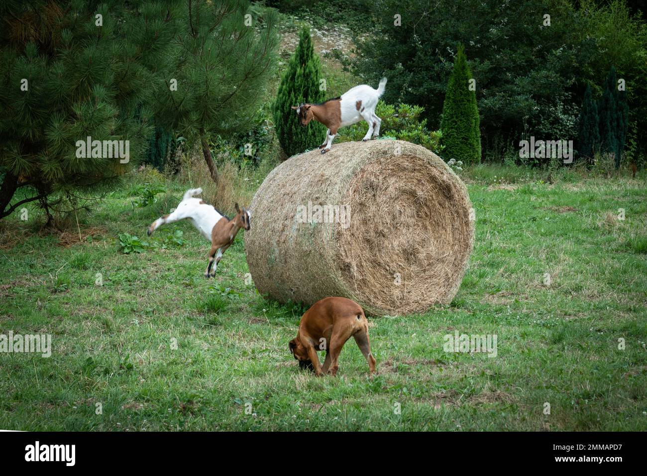 deux chèvres jouant sur un rouleau de paille dans un champ devant un chien les observant Banque D'Images