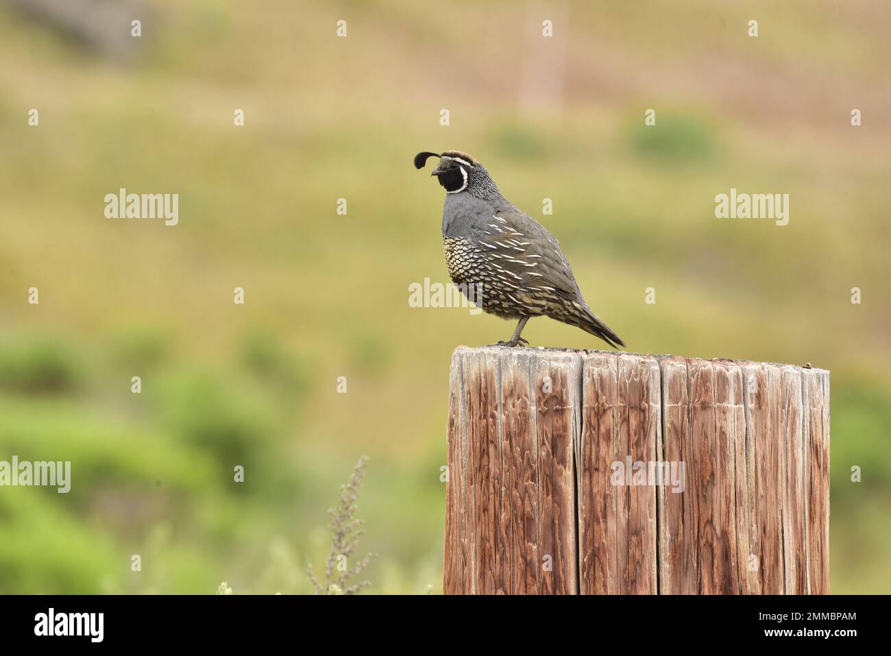 California caille homme garde debout au-dessus de sa famille, Montana de Oro State Park, Californie Banque D'Images