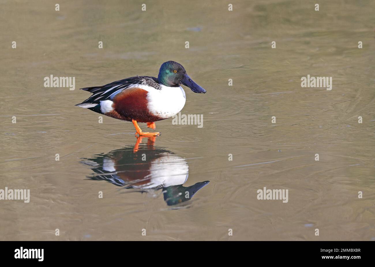 Norhen Shoveler (spatule clypeata) Banque D'Images