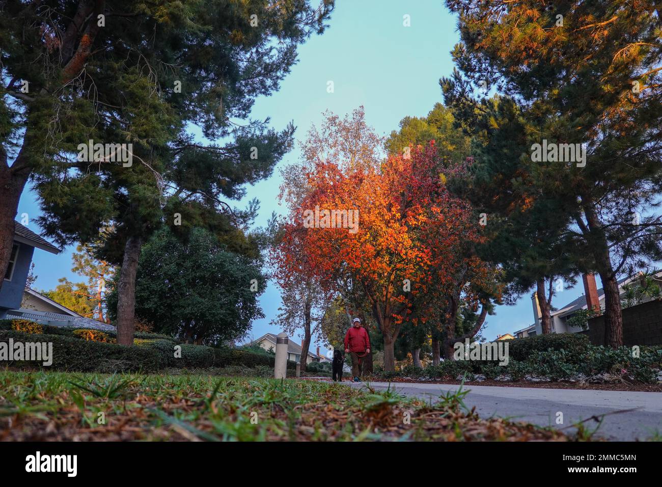 Homme et chien marchant sur un chemin urbain . Banque D'Images
