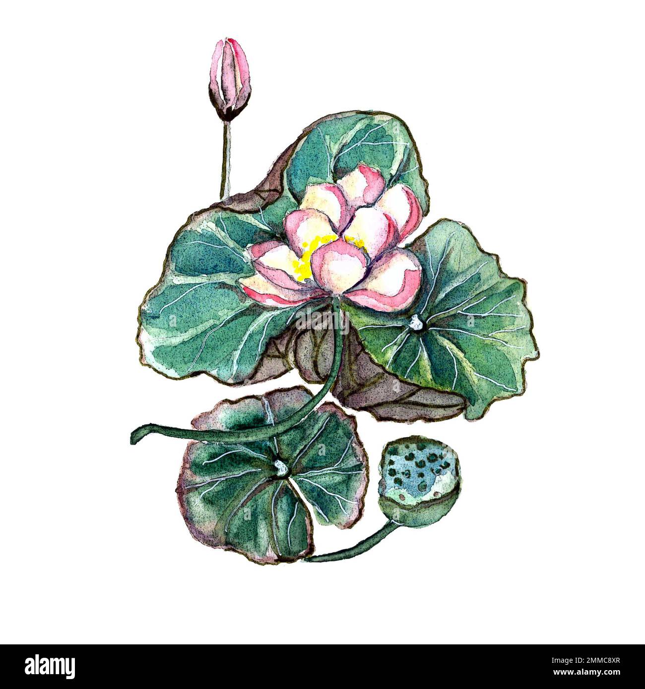 Aquarelle dessin à la main illustration botanique de fleur de lotus rose, isolée Banque D'Images