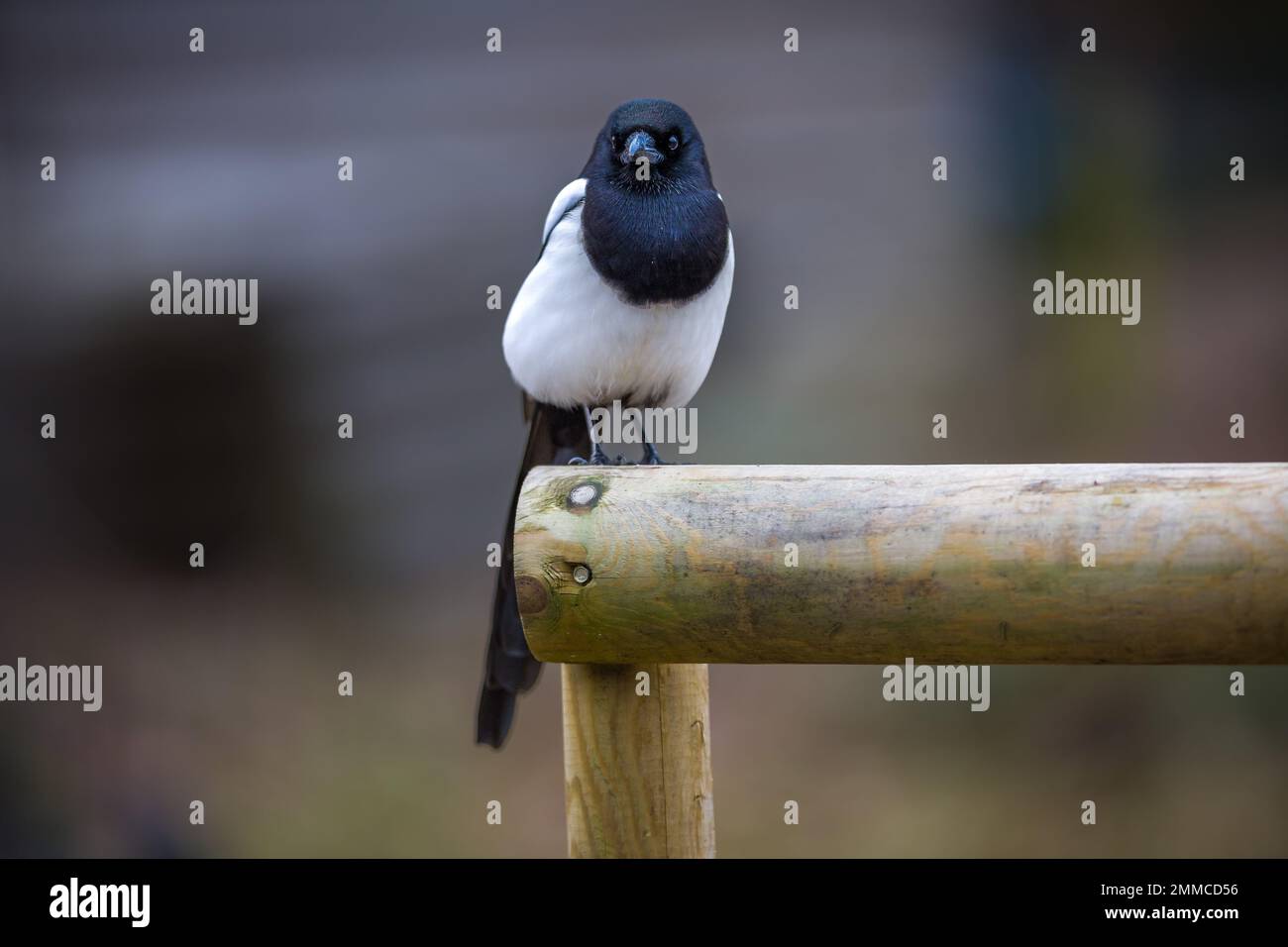 Oiseaux du Royaume-Uni au printemps Banque D'Images