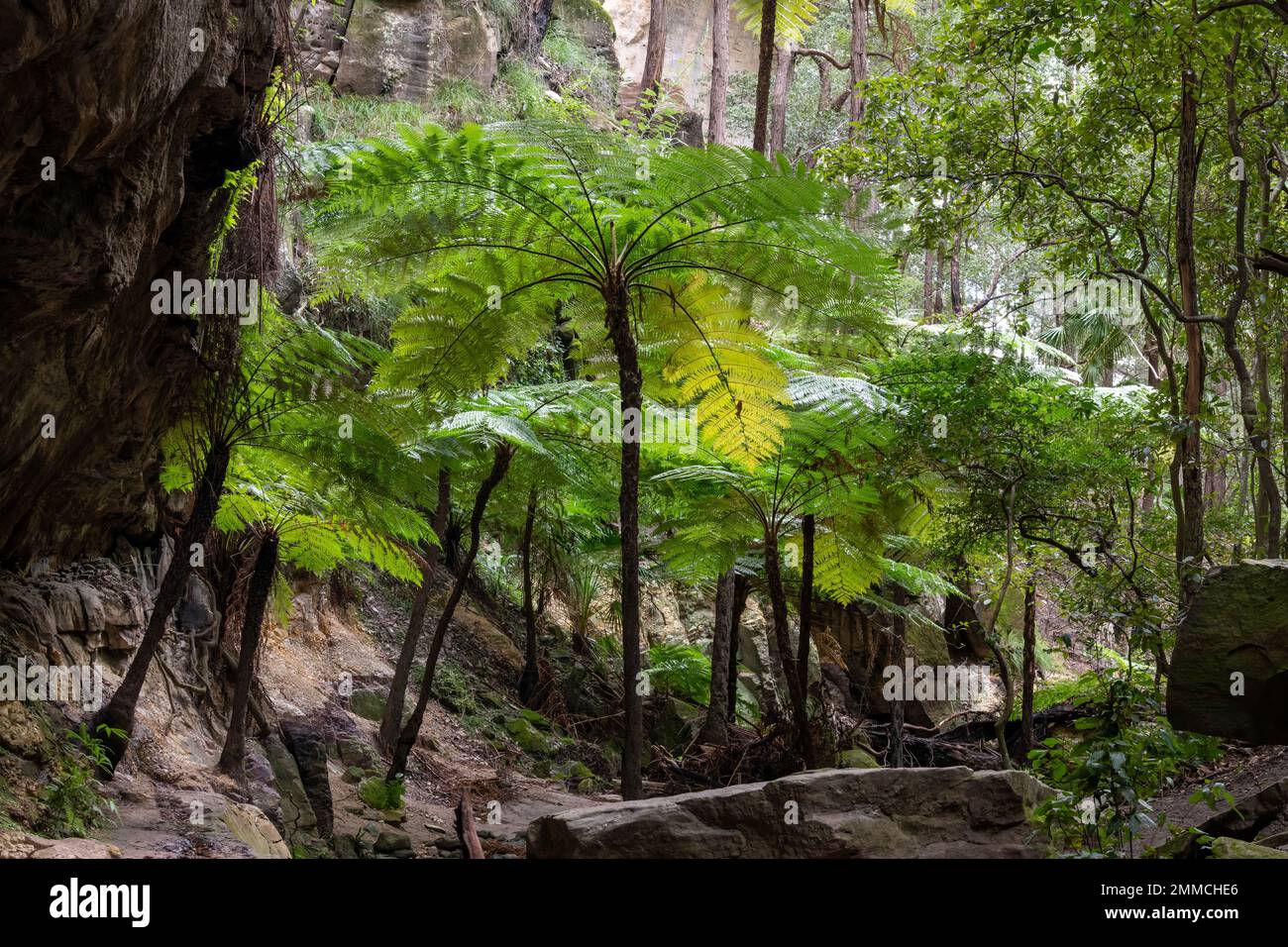 Cyathea cooperi (Fern d'arbre australien). Une grande et élégante fougère d'arbre à une seule section en pleine croissance dans le parc national de Carnarvon, Queensland Banque D'Images
