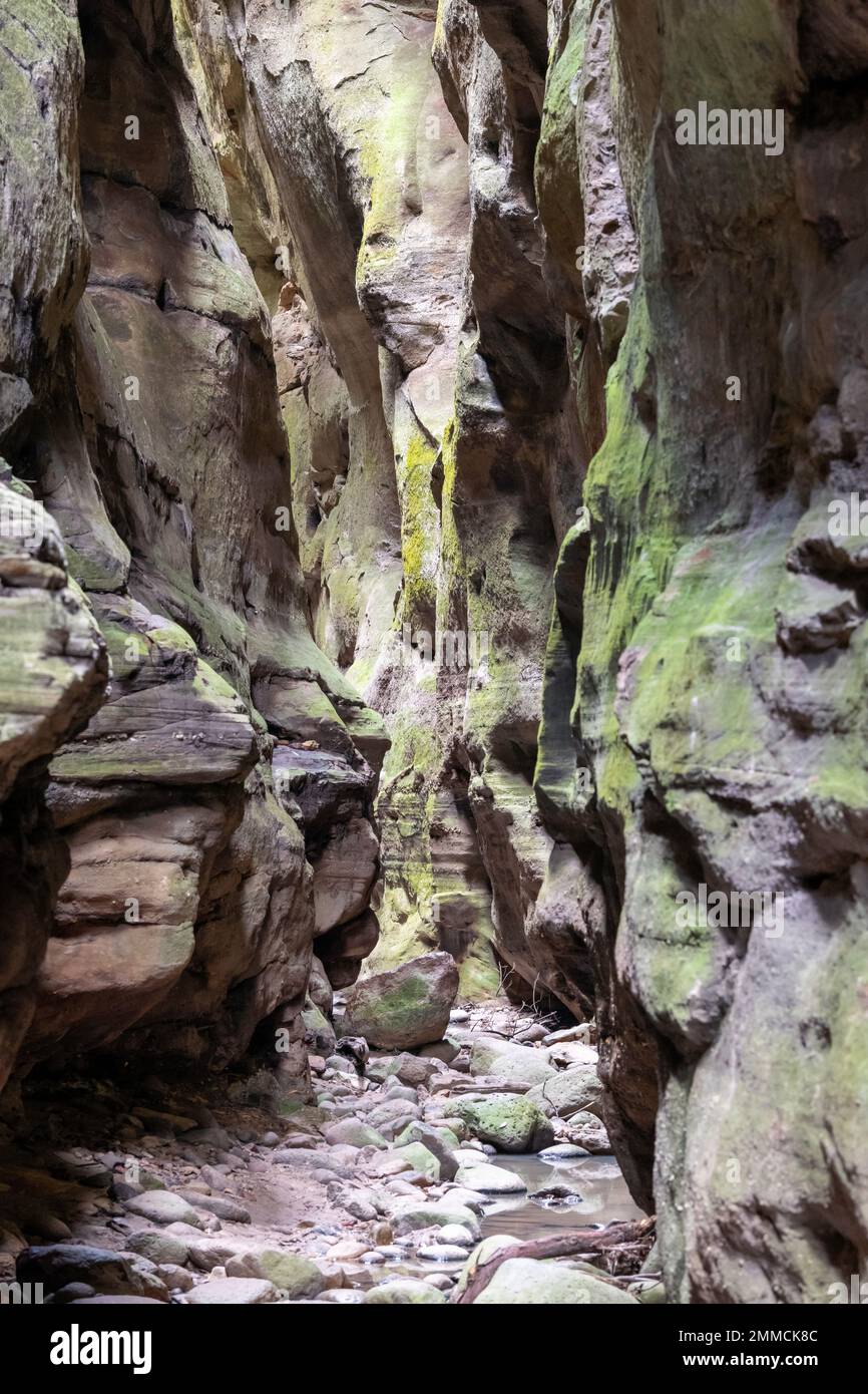 Étroit canyon rocheux dans le parc national de Carnarvon dans le Queensland, en Australie Banque D'Images