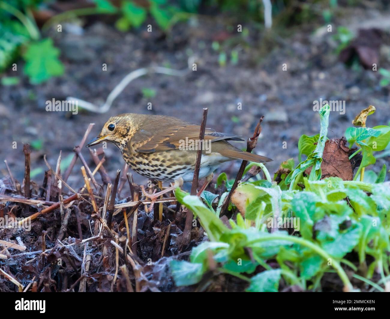 Royaume-Uni SONG Thrush, Turdus philomelos, se forant dans un jardin gelé en hiver Banque D'Images
