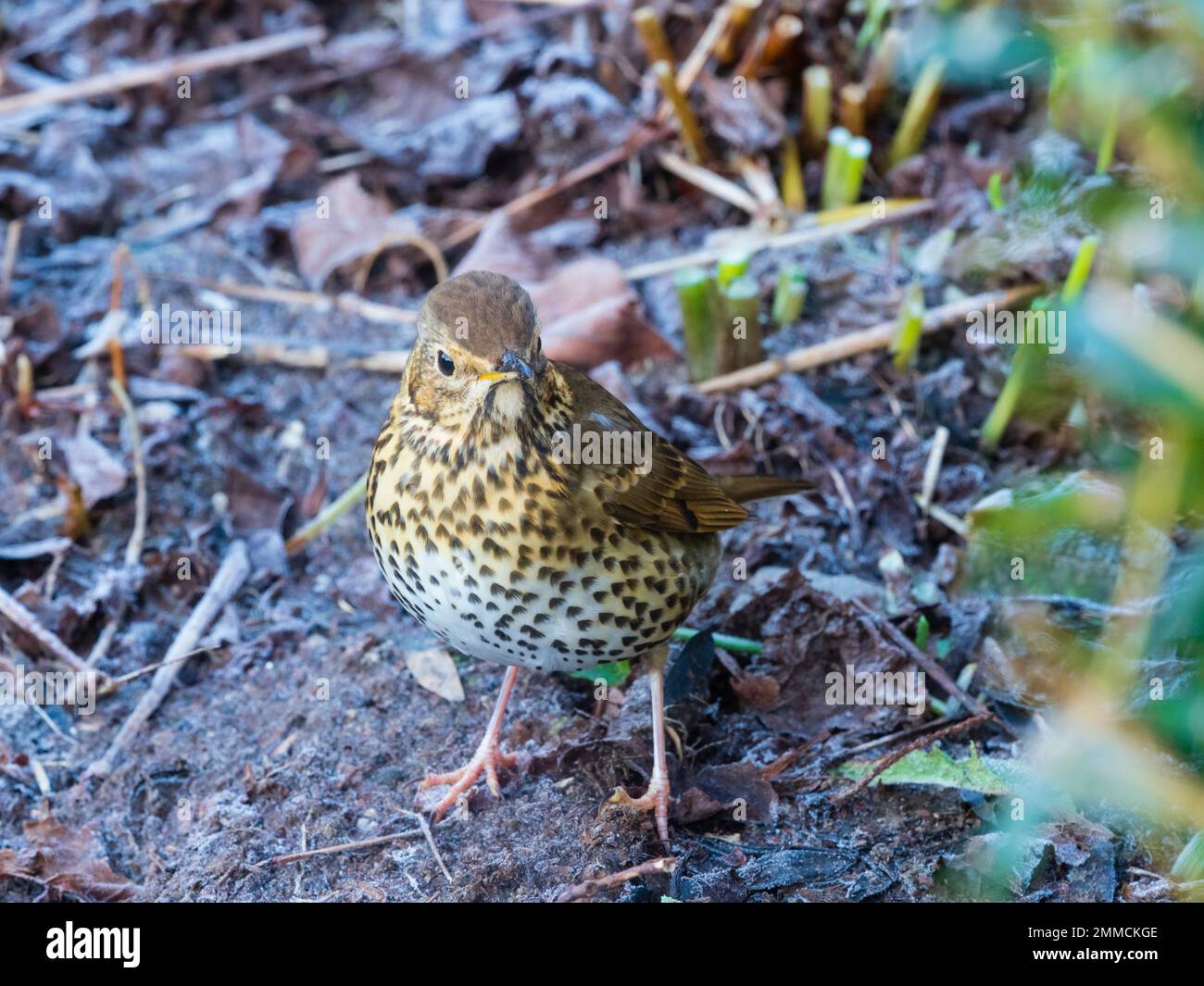 Royaume-Uni SONG Thrush, Turdus philomelos, se forant dans un jardin gelé en hiver Banque D'Images