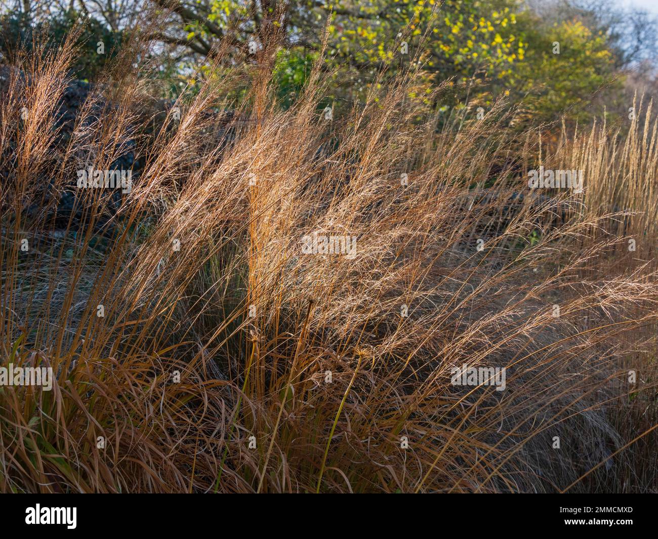 Fleurs d'automne décolorées et aérées, tiges de l'herbe ornementale, Molinia caerulea 'transparent' Banque D'Images