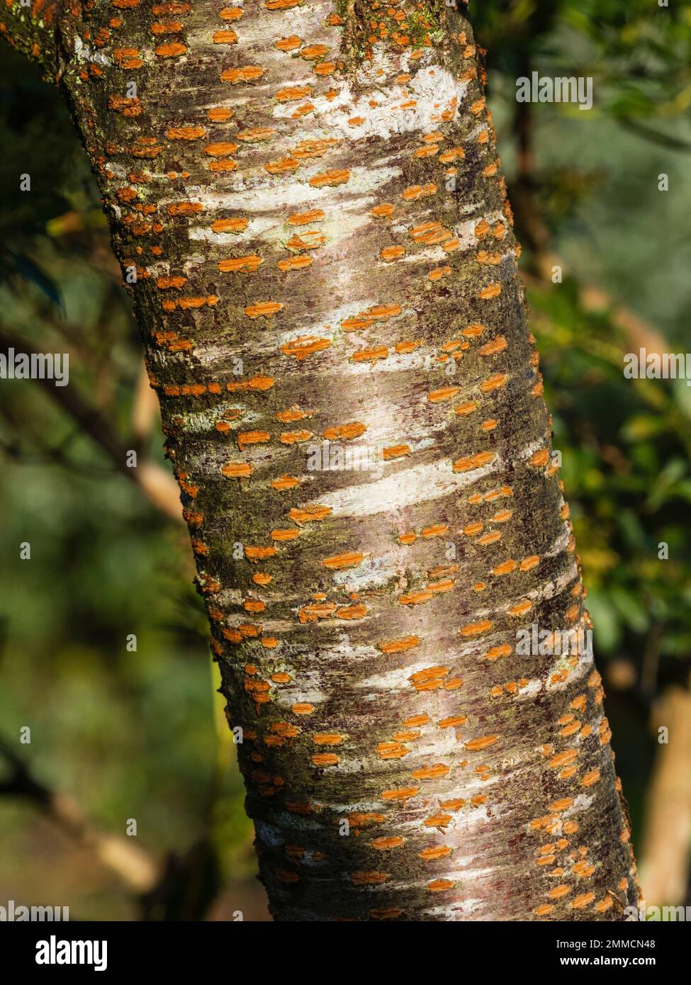 Écorce striée orange, argentée et brune de Prunus 'Tai Haku', la grande cerise blanche ornementale Banque D'Images