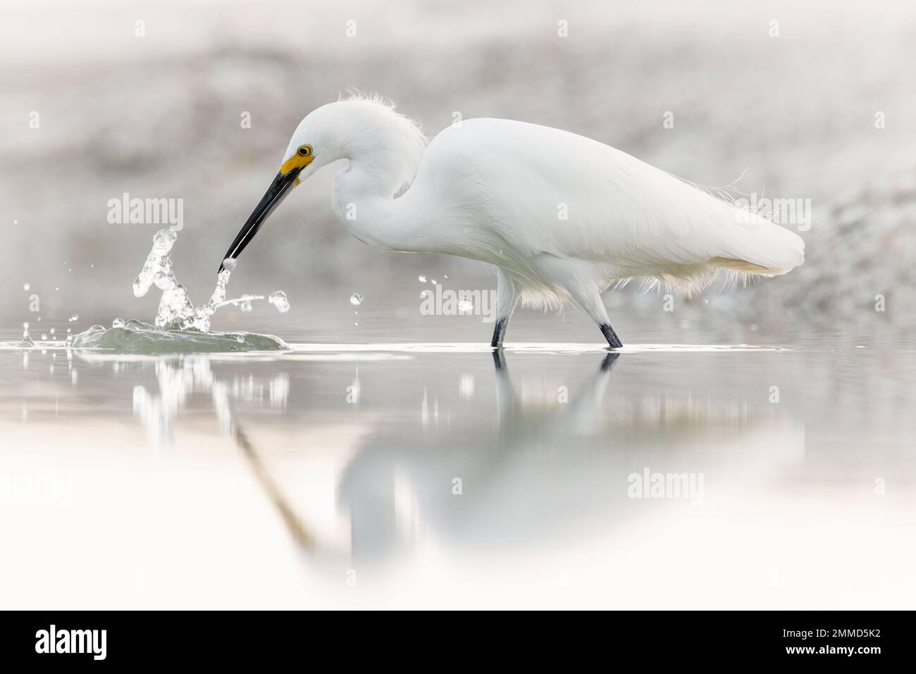 egretta thula (egretta thula) adulte se nourrissant de petits crustacés sur la plage de Naples, Floride, États-Unis Banque D'Images