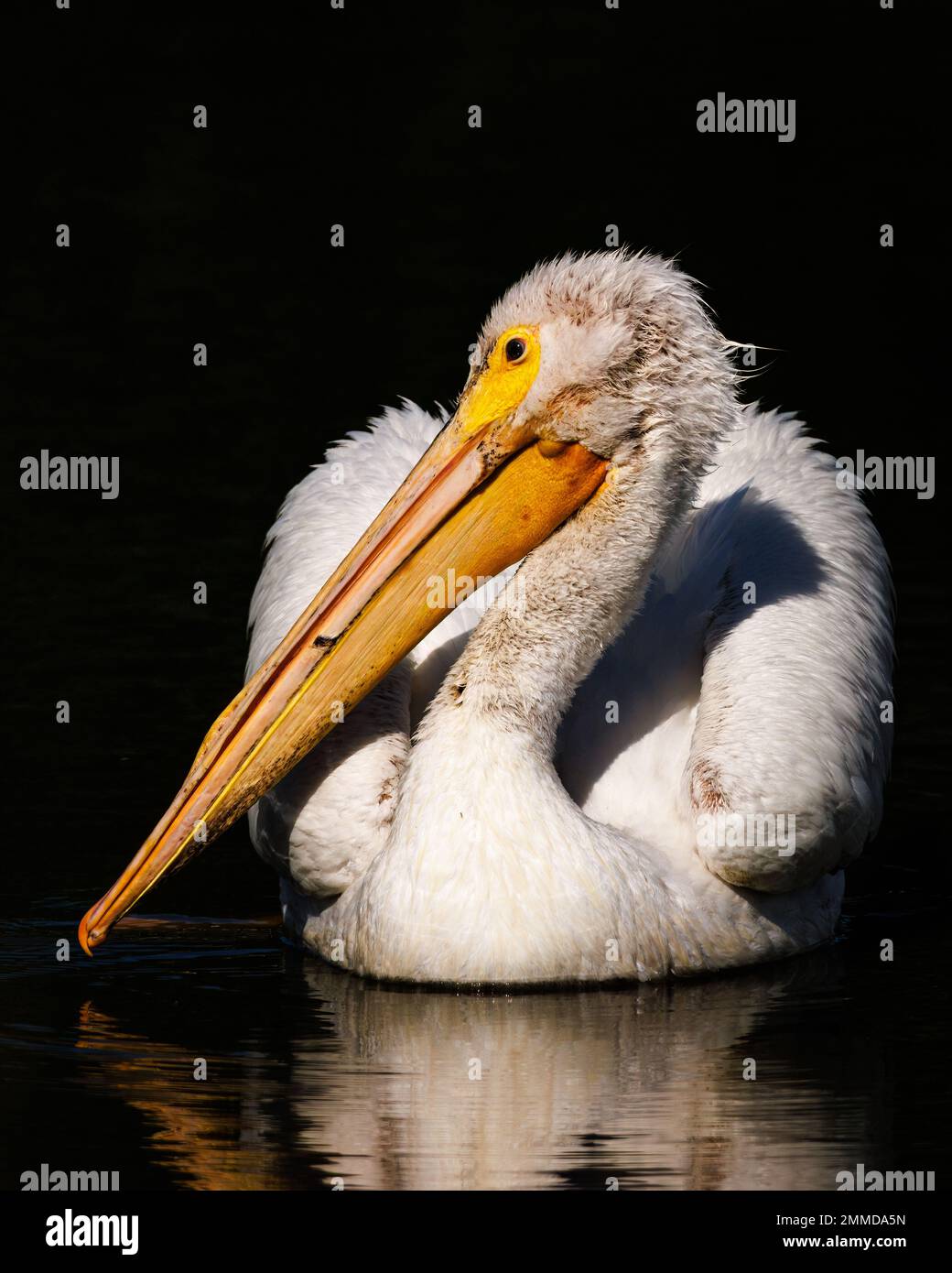 Portrait du pélican blanc américain (Pelecanus erythrorhynchos) dans le soleil du matin Colorado, États-Unis Banque D'Images