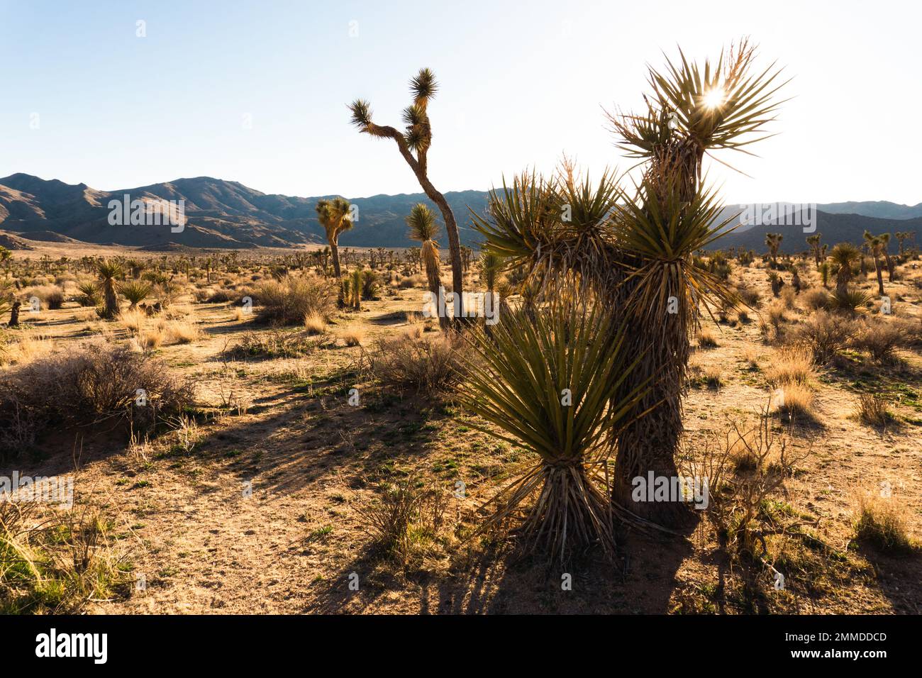 Mojave yucca dans le désert de Mojave avec des yuccas dispersés en arrière-plan Banque D'Images