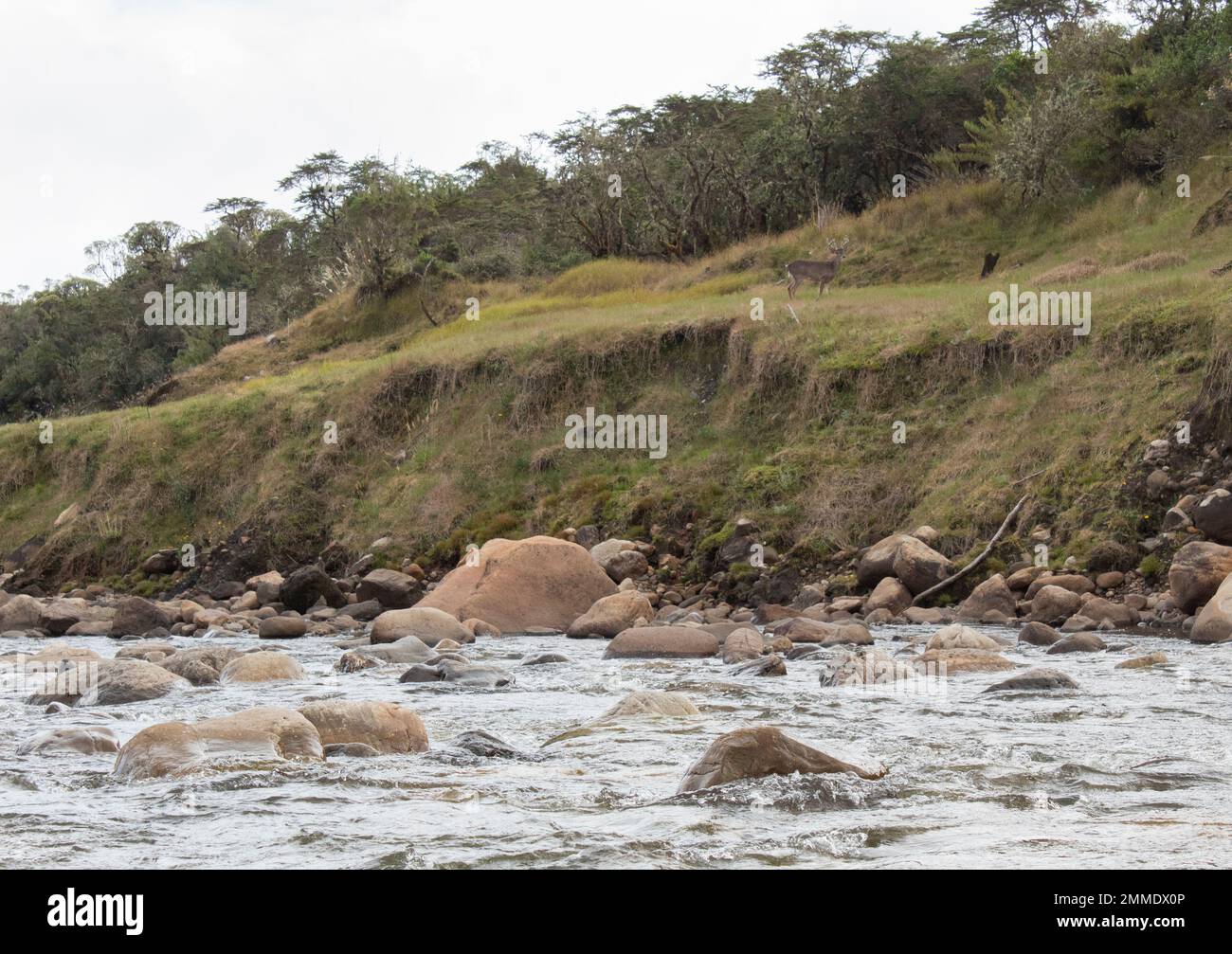 Belle scène de la rivière chingaza au coucher du soleil avec un cerf mâle à l'intérieur du parc naturel national colombien chingaza Banque D'Images