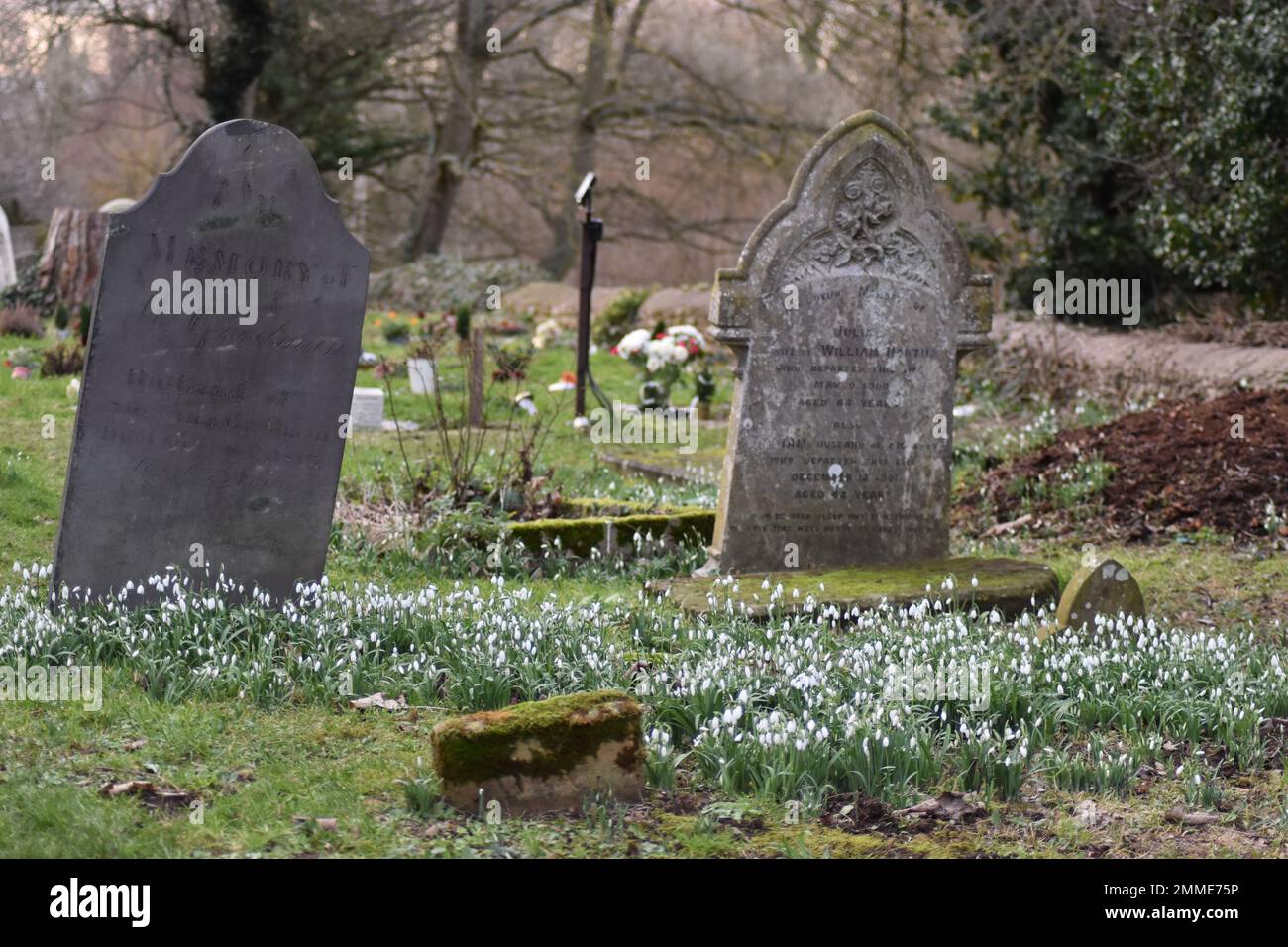 Des gouttes de neige (Galanthus) parmi les pierres tombales dans un cimetière. Banque D'Images