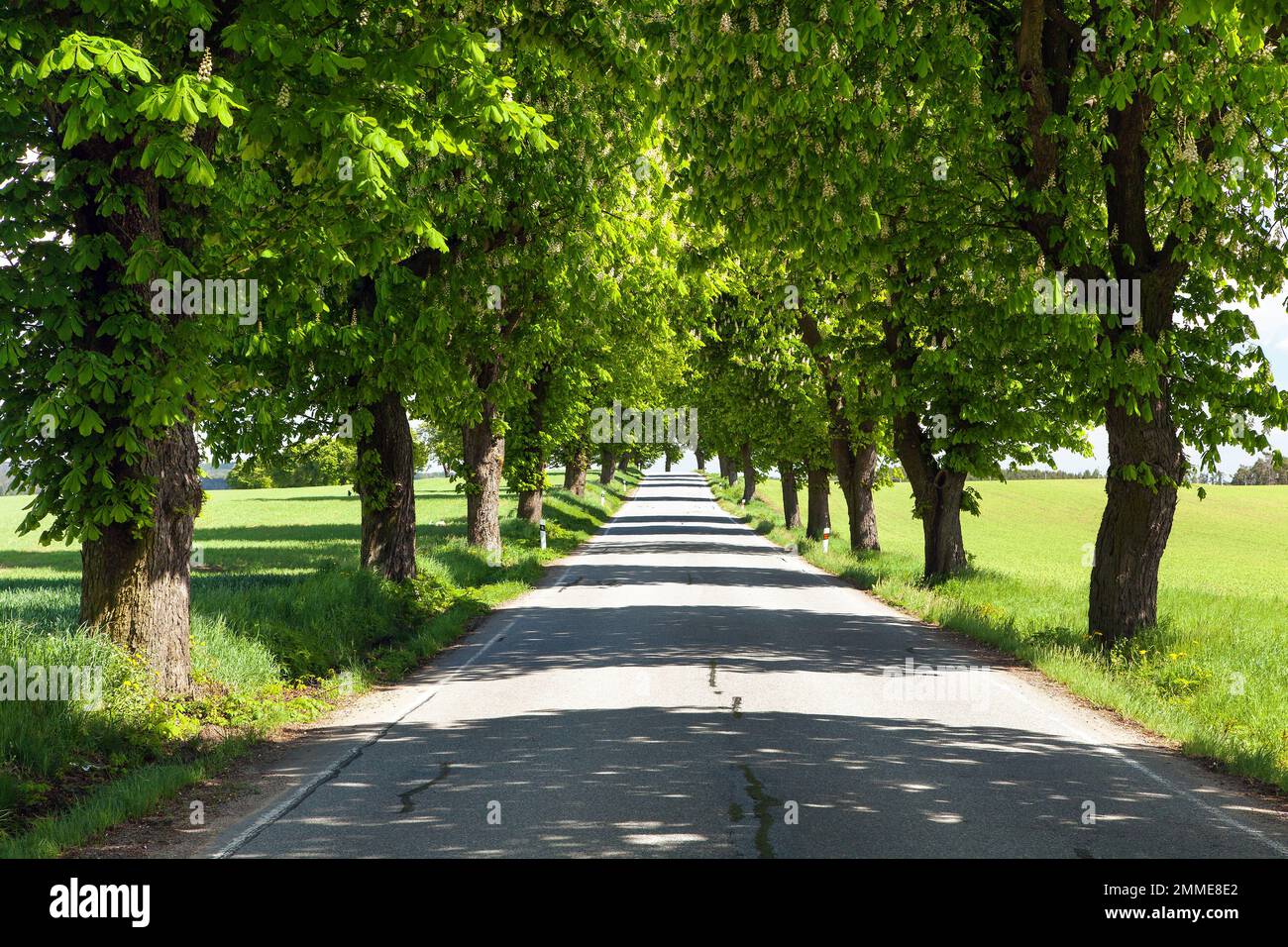 Printemps aley de châtaigne de cheval en latin Aesculus hippocastanum Banque D'Images