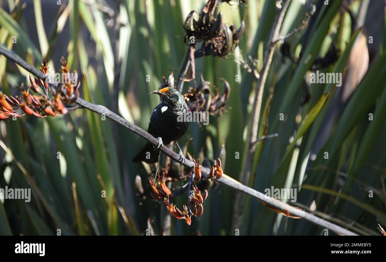 L'oiseau Tui est si populaire en Nouvelle-Zélande, une bière locale est nommée d'après elle. Ce mâle sauvage avec une touffe de plumes blanches de cou, se nourrit de fleurs. Banque D'Images