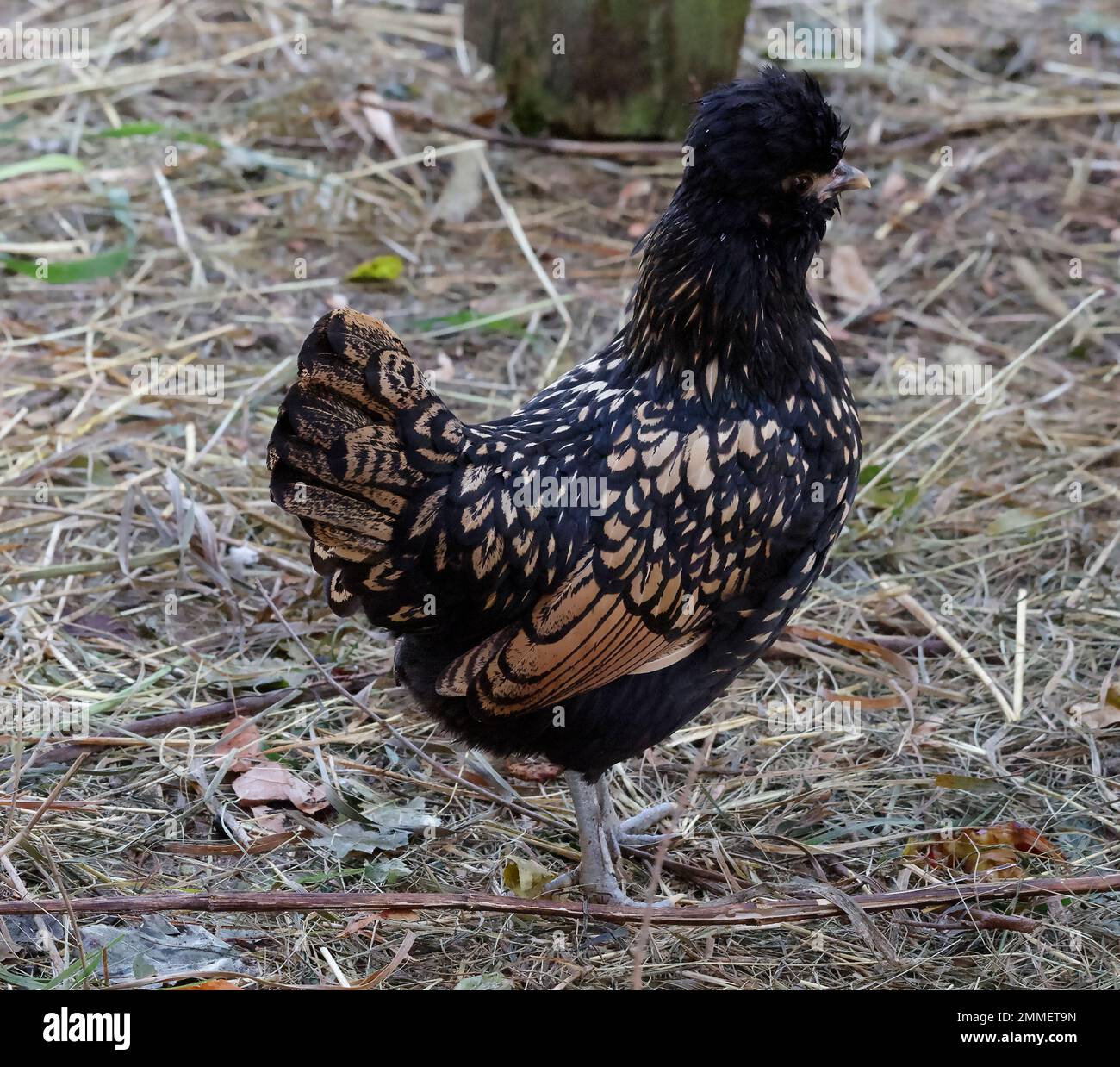 Pavlovskaja, poulet étoilé à l'or, une ancienne race domestique originaire de Russie. Banque D'Images