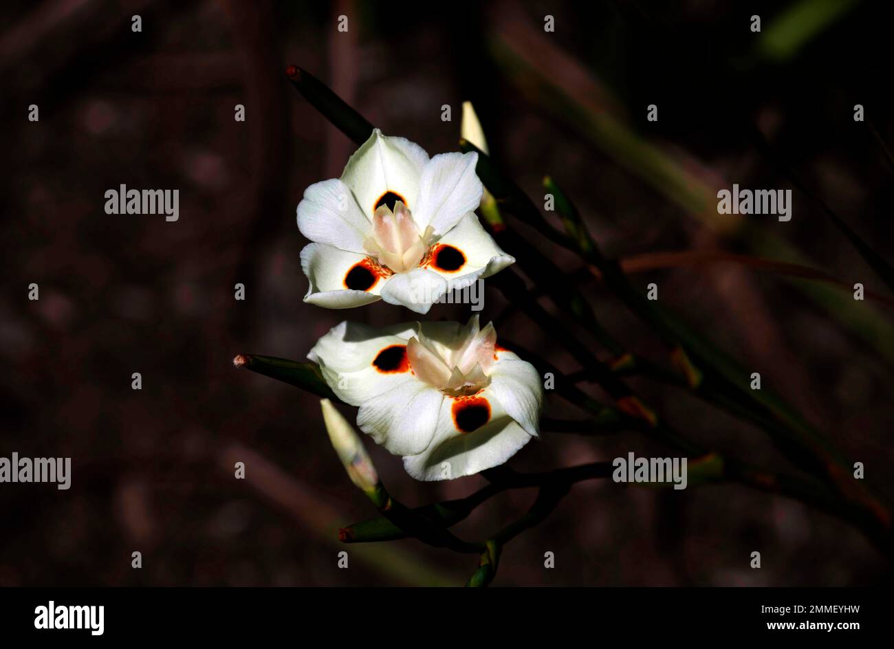 Jaune pâle crémeux avec taches marron foncé d'un dietes bicolore à Sydney, Nouvelle-Galles du Sud, Australie (photo de Tara Chand Malhotra) Banque D'Images