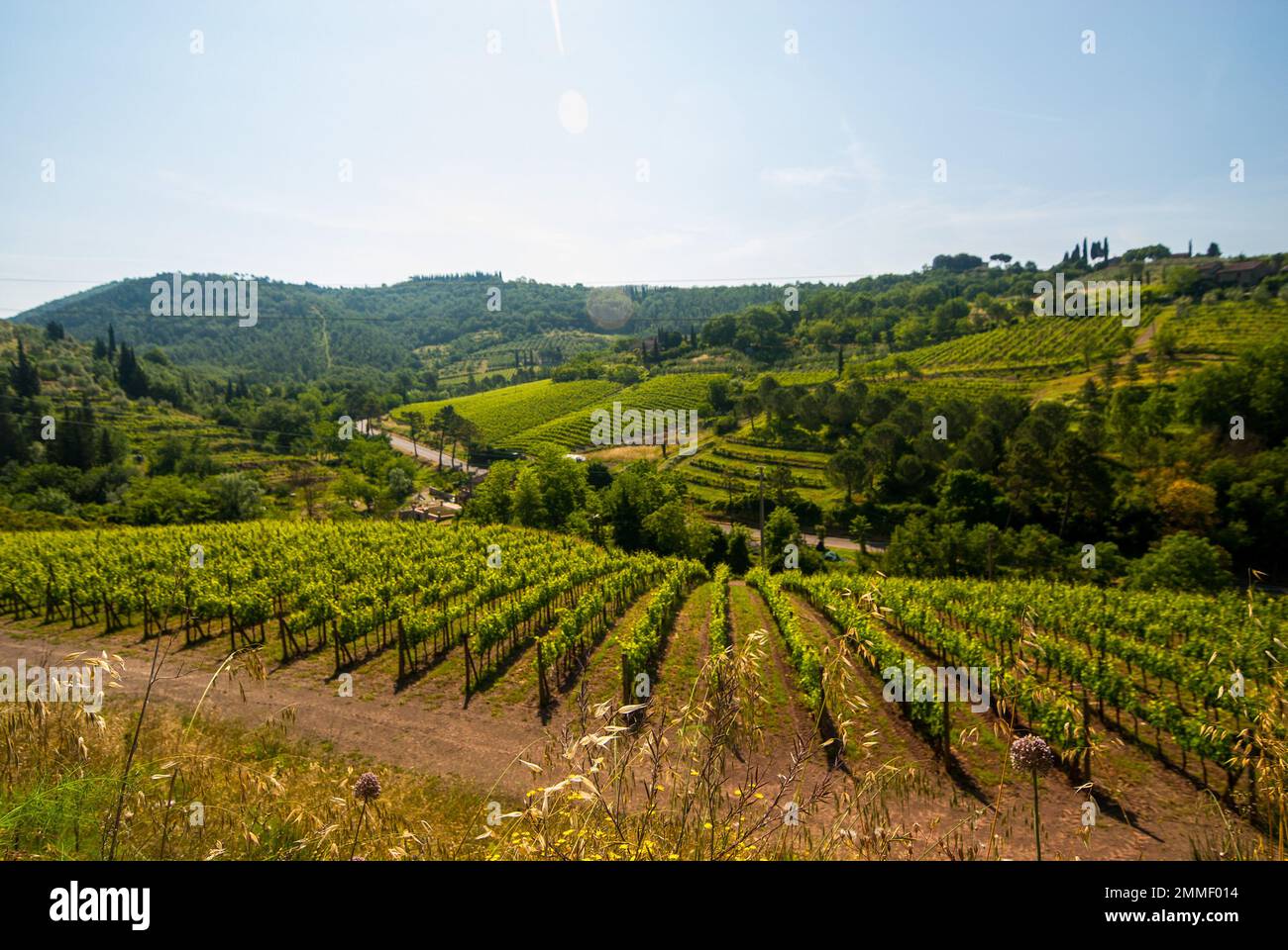 Un vignoble dans la région du Chianti en Italie. Banque D'Images