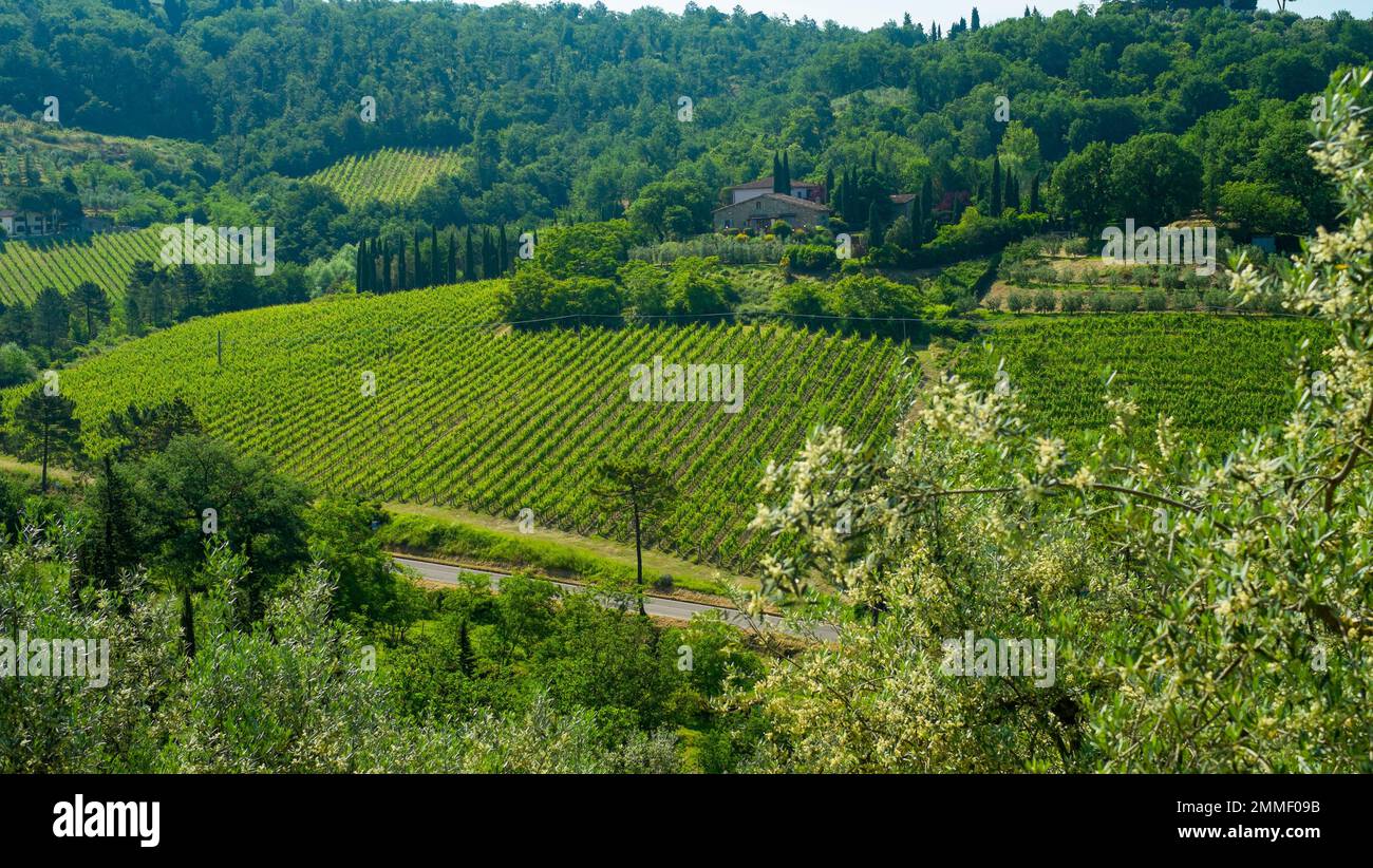 Un vignoble dans la région du Chianti en Italie. Banque D'Images
