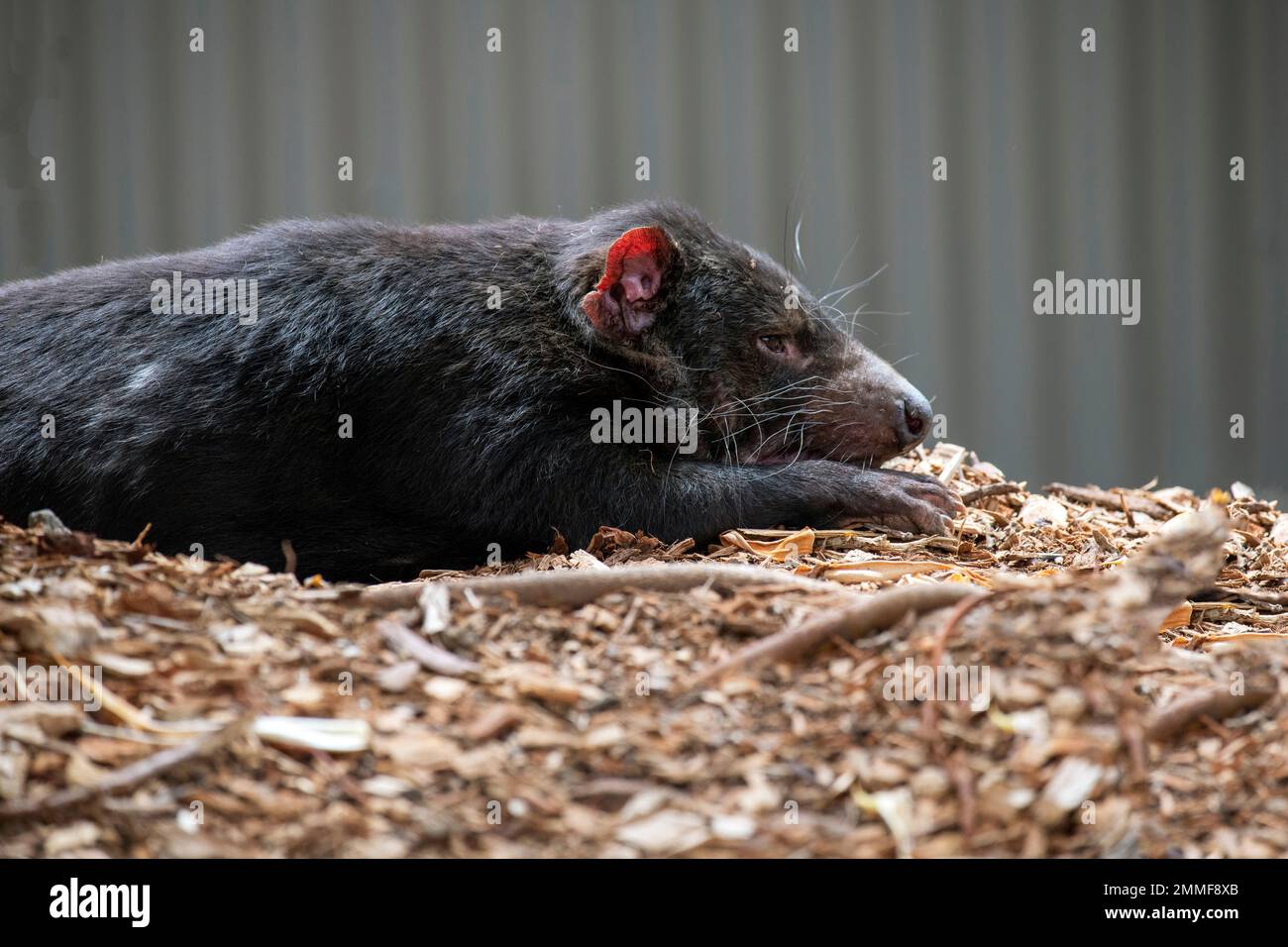 Diable de Tasmanie (Sarcophilus harrisii) au zoo de Sydney, Nouvelle-Galles du Sud Australie (photo de Tara Chand Malhotra) Banque D'Images