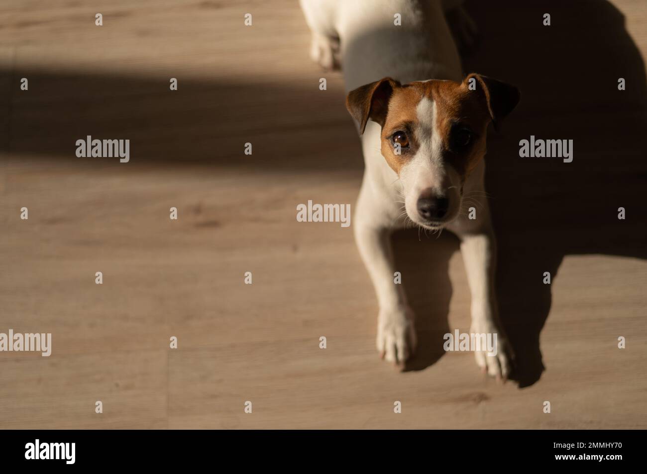 Vue de dessus du chien terrier Jack russell sur parquet. Banque D'Images Vue de dessus du chien terrier Jack russell sur parquet. Banque D'Images