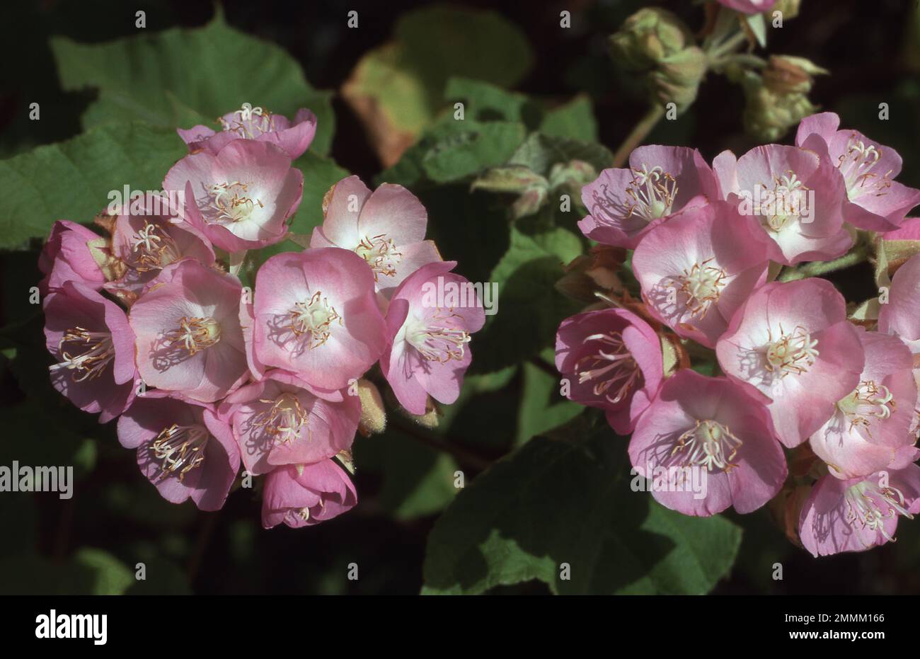 Pink dombeya Banque de photographies et d’images à haute résolution - Alamy