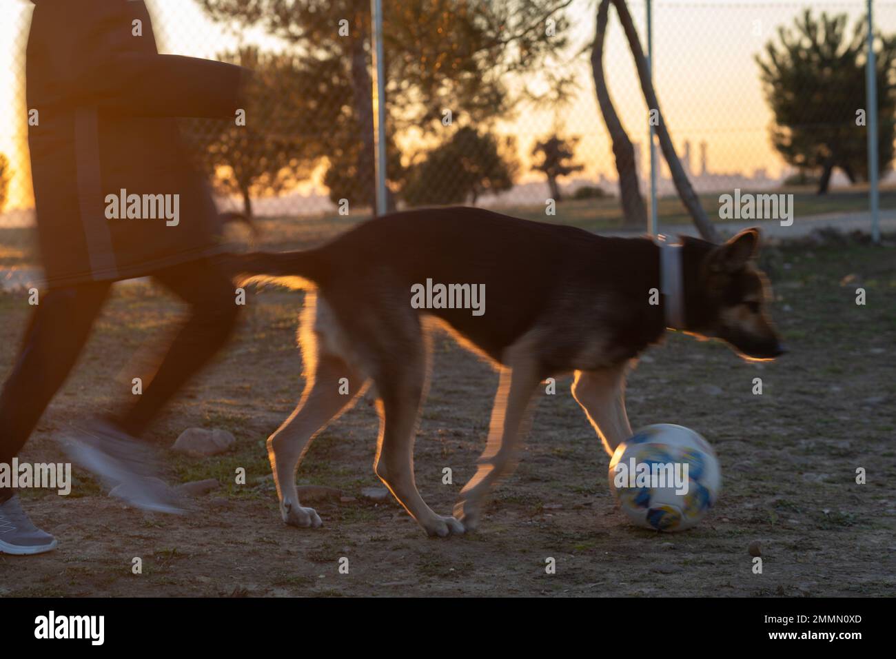 Une course de gomotion floue avec son chien au coucher du soleil dans un parc Banque D'Images